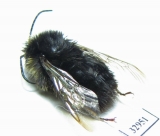 Bombus sp.  Russia, Tver reg. - INSECTS-STORE.RU