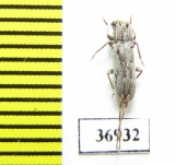 Cerambycidae sp.  South Africa Rep. - INSECTS-STORE.RU