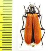 Pyrochroidae sp.  China, Shaanxi prov. - INSECTS-STORE.RU