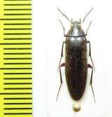 Synchroidae, Synchroa chinensis  China, Shaanxi prov. - INSECTS-STORE.RU