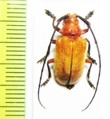 Thermonotus ruber  Laos - INSECTS-STORE.RU