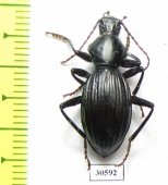 Tenebrionidae sp.  Australia - INSECTS-STORE.RU