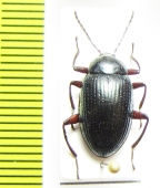 Amarygmus ledermanni  Indonesia, Papua - INSECTS-STORE.RU