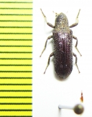 Tenebrionidae sp.  Malaysia, Borneo - INSECTS-STORE.RU