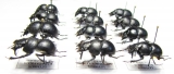 Lethrus karatavicus, tschatkalensis, michailovi, kiritschenkoi, scoparius - INSECTS-STORE.RU