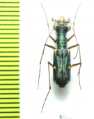 Physodeutera flamigera  Madagascar - INSECTS-STORE.RU