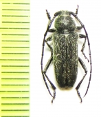 Crossidius ater  USA - INSECTS-STORE.RU