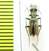 Cicindelinae sp.  Sri Lanka - INSECTS-STORE.RU