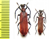 Corennys ? caduca, pair  China, Sichuan prov. - INSECTS-STORE.RU