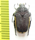 Clinteria atra flavomarginata  Indonesia, Java - INSECTS-STORE.RU