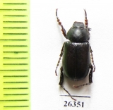 Hemictenius tarsalis, male  Tajikistan - INSECTS-STORE.RU