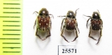 Hopliini sp., pair  South Africa Rep. - INSECTS-STORE.RU