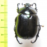 Oogenius chilensis  Chile - INSECTS-STORE.RU