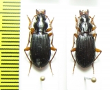 Carabidae sp.  Indonesia, Papua - INSECTS-STORE.RU