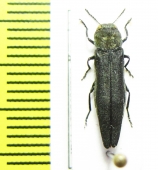 Agrilus cyaneoniger  Russia, Far East - INSECTS-STORE.RU