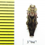 Agrilus sp.  South Africa Rep. - INSECTS-STORE.RU