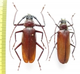 Macrotoma sp., pair  Cameroon - INSECTS-STORE.RU