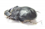 Copris sp.  Zimbabwe - INSECTS-STORE.RU