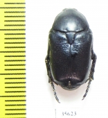 Cetoniinae sp.  Zambia - INSECTS-STORE.RU