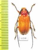 Thermonotus ruber  Laos - INSECTS-STORE.RU
