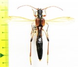 Necydalis major, female  Russia, Tver reg. - INSECTS-STORE.RU