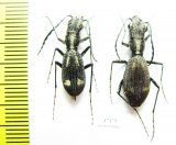 Dromica ? mauchi, pair  Zambia - INSECTS-STORE.RU