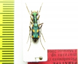 Physodeutera murzini  Madagascar  PARATYPUS - INSECTS-STORE.RU