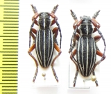 Dorcadion morozovi  Kazakhstan - INSECTS-STORE.RU