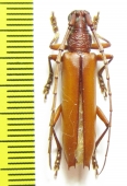 Cerambycidae sp.  Brasilia - INSECTS-STORE.RU