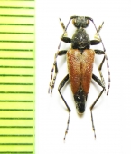 Brachyleptura champlaini  USA - INSECTS-STORE.RU