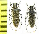 Agapanthia daurica  Russia, Far East - INSECTS-STORE.RU