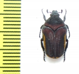 Clinteria cinctipennis  Indonesia, Java - INSECTS-STORE.RU