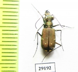 Calomera fischeri elongatosignata  Oman - INSECTS-STORE.RU