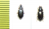 Carabidae sp.  Indonesia, Papua - INSECTS-STORE.RU