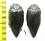 Sternocera orissa  Zambia - INSECTS-STORE.RU