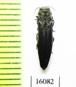 Agrilus cyaneoniger  Russia, Far East - INSECTS-STORE.RU
