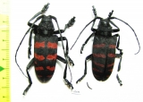 Ceroplesis capensis, pair  South Africa Rep. - INSECTS-STORE.RU