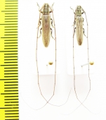 Cerambycidae sp.  South Africa Rep. - INSECTS-STORE.RU