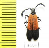 Pyrochroidae sp.  Indonesia, Kalimantan - INSECTS-STORE.RU