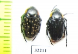 Cyrtothyrea marginalis  South Africa Rep. - INSECTS-STORE.RU