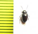 Tenebrionidae sp.  Indonesia, Papua - INSECTS-STORE.RU