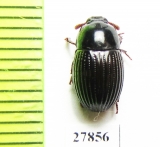 Tenebrionidae sp.  Malaysia, Borneo - INSECTS-STORE.RU