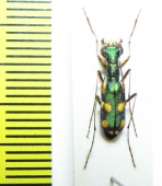 Physodeutera murzini  Madagascar   - INSECTS-STORE.RU