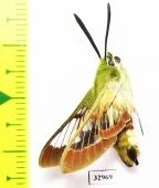 Hemaris fuciformis  Kazakhstan - INSECTS-STORE.RU