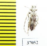 Cerambycidae sp.  South Africa Rep. - INSECTS-STORE.RU