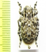 Coptops liturata  Madagascar - INSECTS-STORE.RU