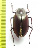 Cyphaleus imperialis  Australia - INSECTS-STORE.RU