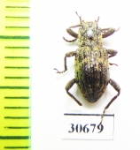 Tenebrionidae sp.  Malaysia, Borneo - INSECTS-STORE.RU