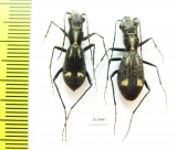 Dromica ? mauchi, pair  Zambia - INSECTS-STORE.RU