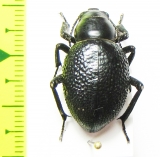 Pimelia sp.  Iran, Bakhtiari prov. - INSECTS-STORE.RU